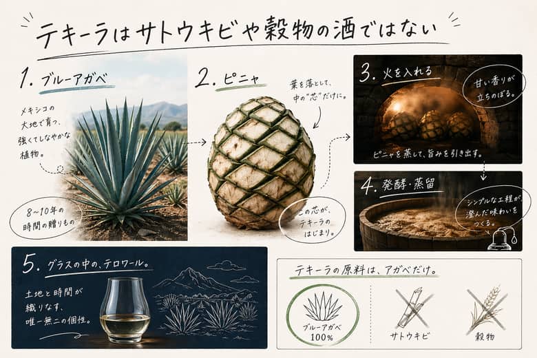 テキーラの原料であるブルーアガベとピニャ：テキーラはサトウキビや穀物の酒ではない