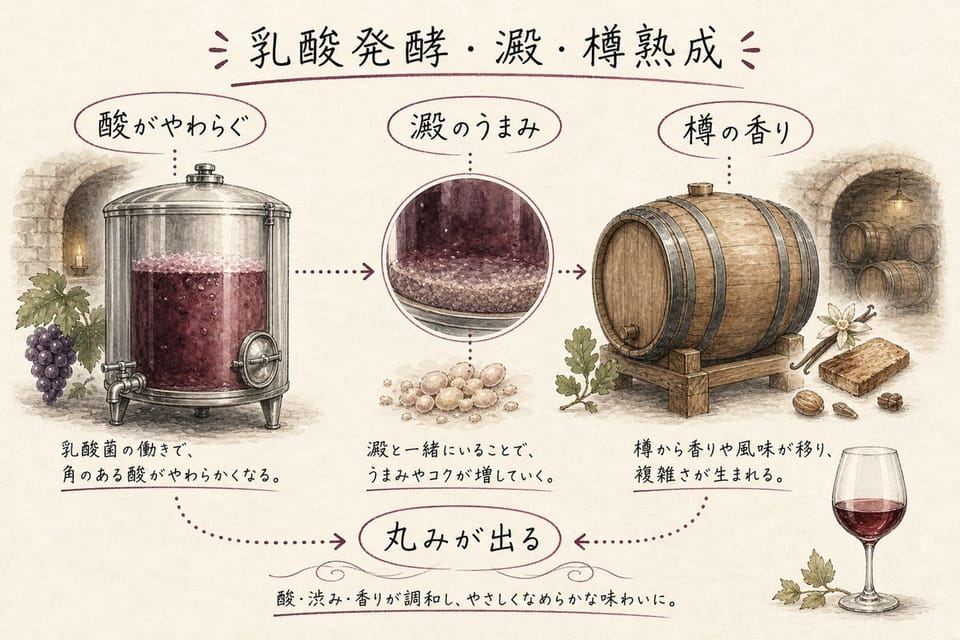 乳酸発酵、澱、樽熟成によるワインの丸みとうまみと香りを説明する手書き風図解